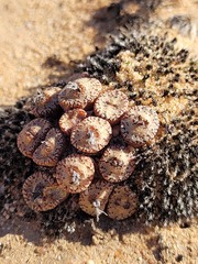 Conophytum comptonii