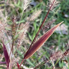 Setaria