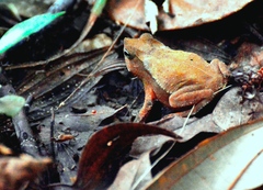 Rhinella hoogmoedi