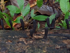 Xylaria flabelliformis