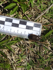 Carpocorini