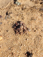 Conophytum comptonii