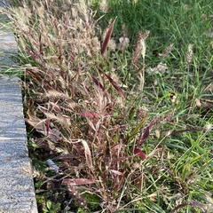 Setaria