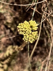 Crassula