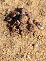 Conophytum comptonii