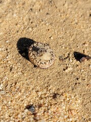 Conophytum comptonii