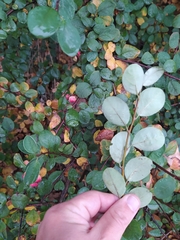 Cotoneaster albokermesinus