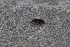 Ectrychotes andreae