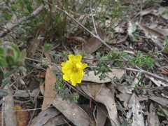 Hibbertia crinita
