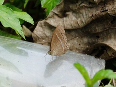 Mycalesis janardana