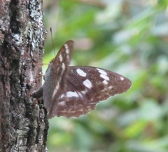 Argynnis sagana