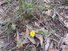 Hibbertia crinita
