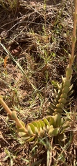 Crassula