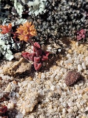 Crassula fragarioides