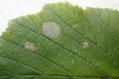 Phyllonorycter coryli