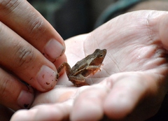 Rhinella hoogmoedi