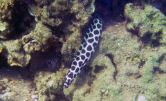 Gymnothorax favagineus