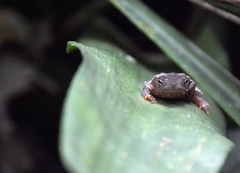 Rhinella hoogmoedi