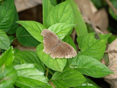 Mycalesis janardana
