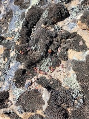 Crassula fragarioides