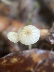 Phloeomana speirea