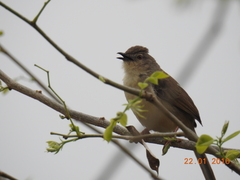 Prinia sylvatica