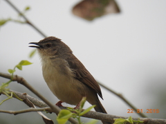 Prinia sylvatica