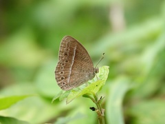 Mycalesis janardana
