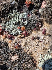 Crassula fragarioides