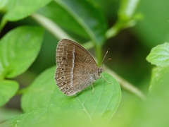 Mycalesis janardana