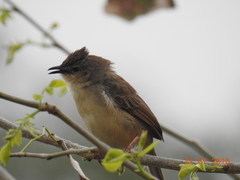 Prinia sylvatica