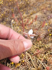 Cyanella alba