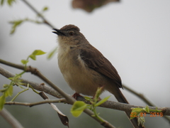 Prinia sylvatica