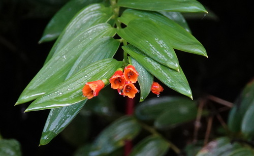 Bomarea distichifolia (Bomarea distichifolia)
