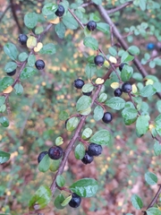 Cotoneaster nitens