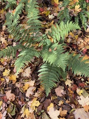 Dryopteris