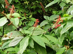 Odontonema
