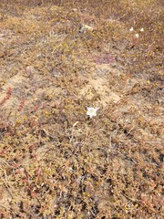 Cyanella alba