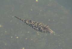 Sphoeroides greeleyi