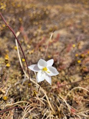 Cyanella alba