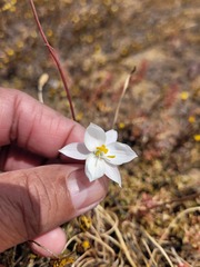 Cyanella alba