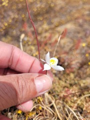 Cyanella alba