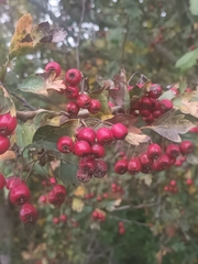 Crataegus monogyna