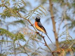 Pericrocotus cinnamomeus