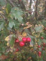 Crataegus monogyna