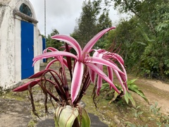 Crinum