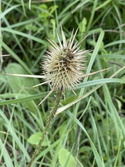 Dipsacus comosus