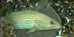 Anyperodon leucogrammicus