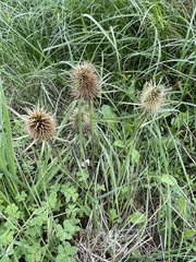 Dipsacus comosus