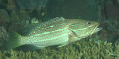 Anyperodon leucogrammicus
